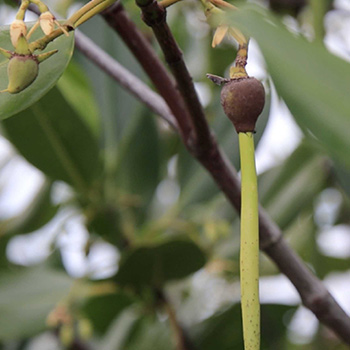 Indigenous trees only