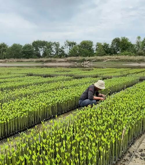 Planting Tree program